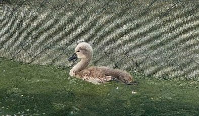 Başkent’in simgesi Kuğulu Park ‘parladı