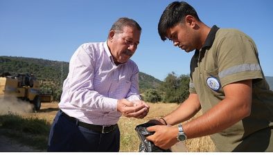 Milas Belediyesi Karakılçık Buğday Hasadı Gerçekleştirdi